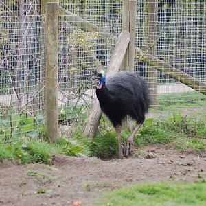Southern Cassowary