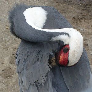 White naped crane