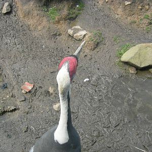White naped crane