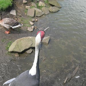 White naped crane