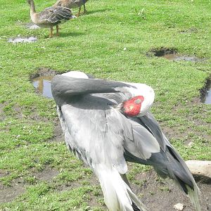 White naped crane