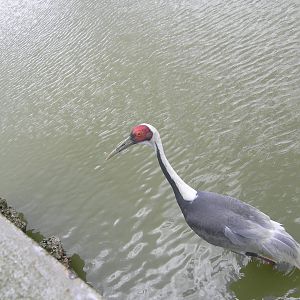 White naped crane