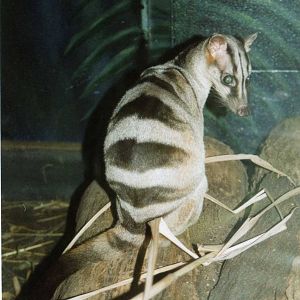 Banded Palm Civit Cleveland Zoo