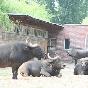 African buffalo - Berlin tierpark July 08