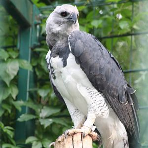 Harpy eagle - Berlin tierpark 08