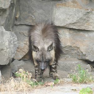 Brown hyena - Berlin tierpark July 08