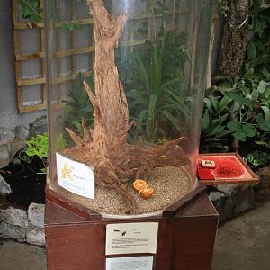 Cricket exhibit - Lakeland oasis 08