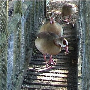 Bird garden (name???) 1999