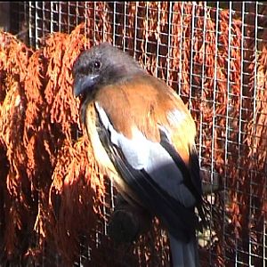 Bird garden (name???) 1999