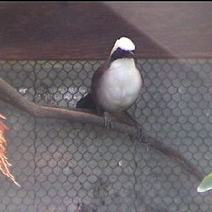 Bird garden (name???) 1999