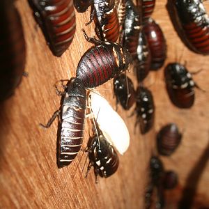 Madagascan hissing cockroaches - Lakeland oasis 08