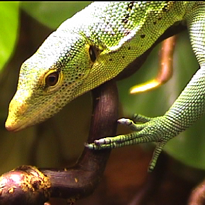Green tree monitor