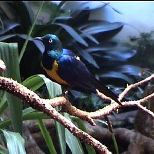 Golden breasted starling