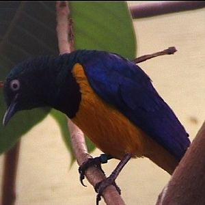Golden breasted starling