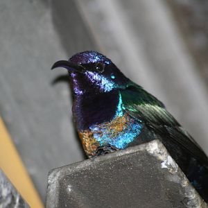 Sun bird spp. Lakeland oasis 08