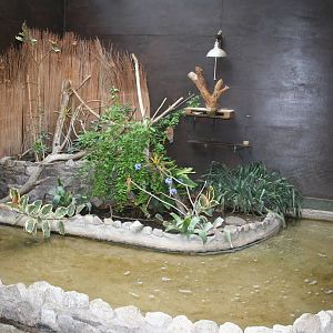 Pygmy marmoset exhibit - Lakeland oasis 08