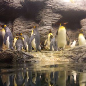 Penguins