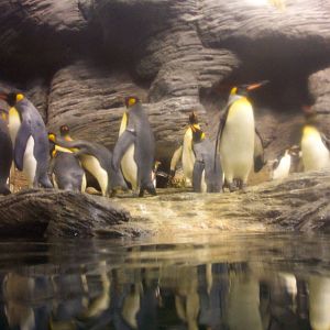 Penguins