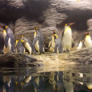 Penguins