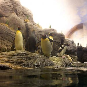 Penguins