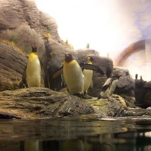 Penguins