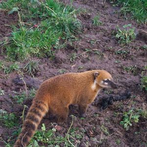 Coatis