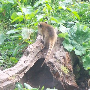 Coatis
