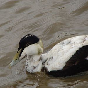 American eider