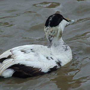 American eider