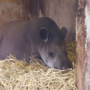 Brazilian tapir