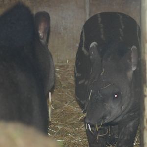 Brazilian tapir