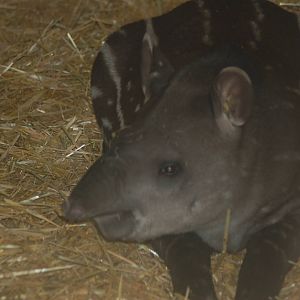 Brazilian tapir