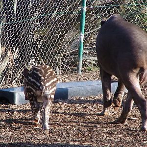 Brazilian tapir