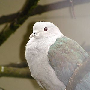 Green imperial pigeon