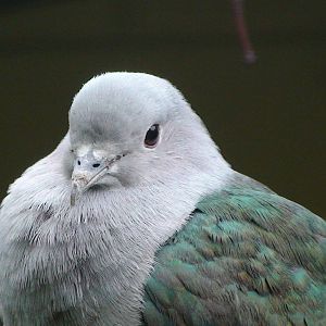 Green imperial pigeon
