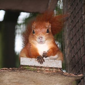 Red squirrel Lakeland oasis 08