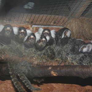 Common marmosets - Lakeland oasis 08