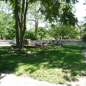 Bald Eagle Exhibit - Detroit Zoo