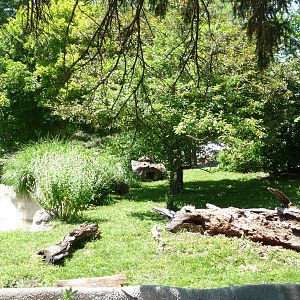 Giant Anteater Exhibit - Detroit Zoo