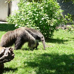 Giant Anteater - Detroit Zoo