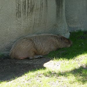 Capybara - Detroit Zoo