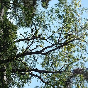 Tree Kangaroo Exhibit - Detroit Zoo