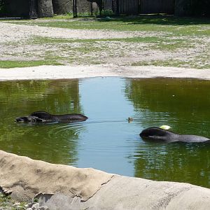 Brazilian Tapirs - Detroit Zoo