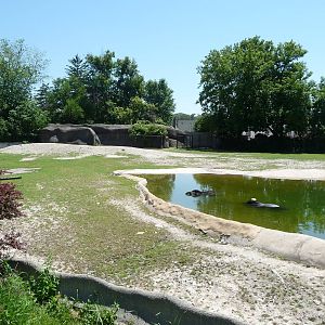 Brazilian Tapir Exhibit - Detroit Zoo