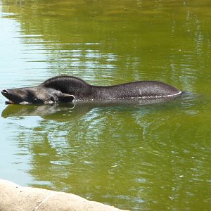Brazilian Tapir - Detroit Zoo