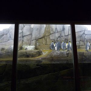 Penguinarium - Detroit Zoo