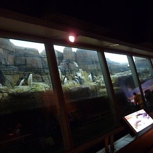 Penguinarium - Detroit Zoo