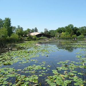 Amphibiville - Detroit Zoo