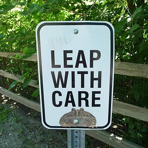 Amphibiville - Detroit Zoo