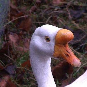 Chinese goose